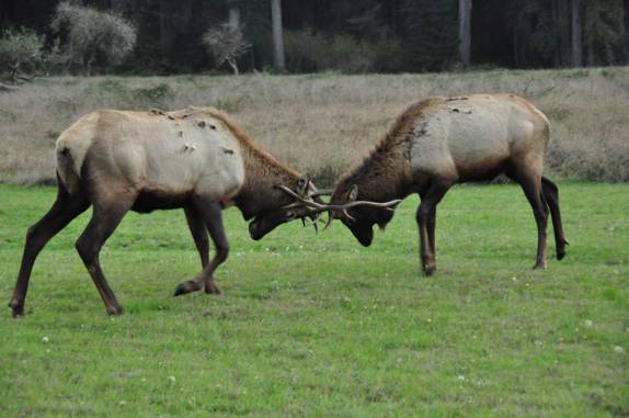 Elks machos treinam suas habilidades de luta no Redwood National Park, no norte da Califórnia, nos Estados Unidos